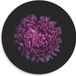 KuijsFotoprint Dibond Wandcirkel - Paarse Bloem - Zwart - 50x50cm