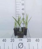 GRDplanten Groendecor Tuinarchitectuur 6x Montbretia - Crocosmia hybr. 'George Davidson' | 9x9 cm pot