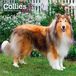 Collies Browntrout Publishers Collies - Langhaarcollie 2027 - 16-Monatskalender