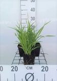 GRDplanten Groendecor Tuinarchitectuur 6x Daglelie - Hemerocallis hybr. 'Lemon Bells' | 9x9 cm pot