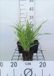 GRDplanten Groendecor Tuinarchitectuur 6x Daglelie - Hemerocallis hybr. 'Lemon Bells' | 9x9 cm pot