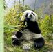 Aquarupella Panda Kalender 2027 Mini