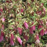 GRDplanten Groendecor Tuinarchitectuur 6x Klokje - Campanula hybr. 'Elizabeth' | 9x9 cm pot