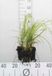 GRDplanten Groendecor Tuinarchitectuur 6x Struisriet - Calamagrostis brachytricha (stipa brachytricha) | 9x9 cm pot