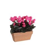 Mica Decorations Cyclaam rose in balkonbak slate terra 29 x 13 x 33 cm