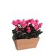 Mica Decorations Cyclaam rose in balkonbak slate terra 29 x 13 x 33 cm