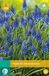 Jub Muscari armeniacum bloembollen 20 bollen Druifhyacint JUB