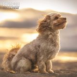 Magnet & Steel Cavapoo Kalender 2025 Wandkalender