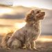 Magnet & Steel Cavapoo Kalender 2025 Wandkalender