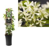 Van der Starre Klimplant Trachelospermum jasminoides 75 cm Toscaanse jasmijn