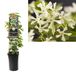 Van der Starre Klimplant Trachelospermum jasminoides 75 cm Toscaanse jasmijn