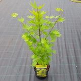 Plantenwinkel.nl Japanse esdoorn Acer shirasawanum "Jordan" heester - 50-60 cm