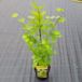 Plantenwinkel.nl Japanse esdoorn Acer shirasawanum "Jordan" heester - 50-60 cm