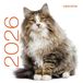 Calendrier mural 2026 - Chats