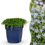 Green boutiQ Vasteplant Isotoma fluviatilis Sterrenbloem Rotsplanten Licht Blauw 6 Planten Pot 11cm Hoogte 15-25cm