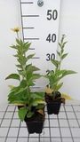 GRDplanten Groendecor Tuinarchitectuur 6x Zonnehoed - Rudbeckia subtomentosa | 9x9 cm pot