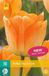 jub X 10 Tulipa Daydream