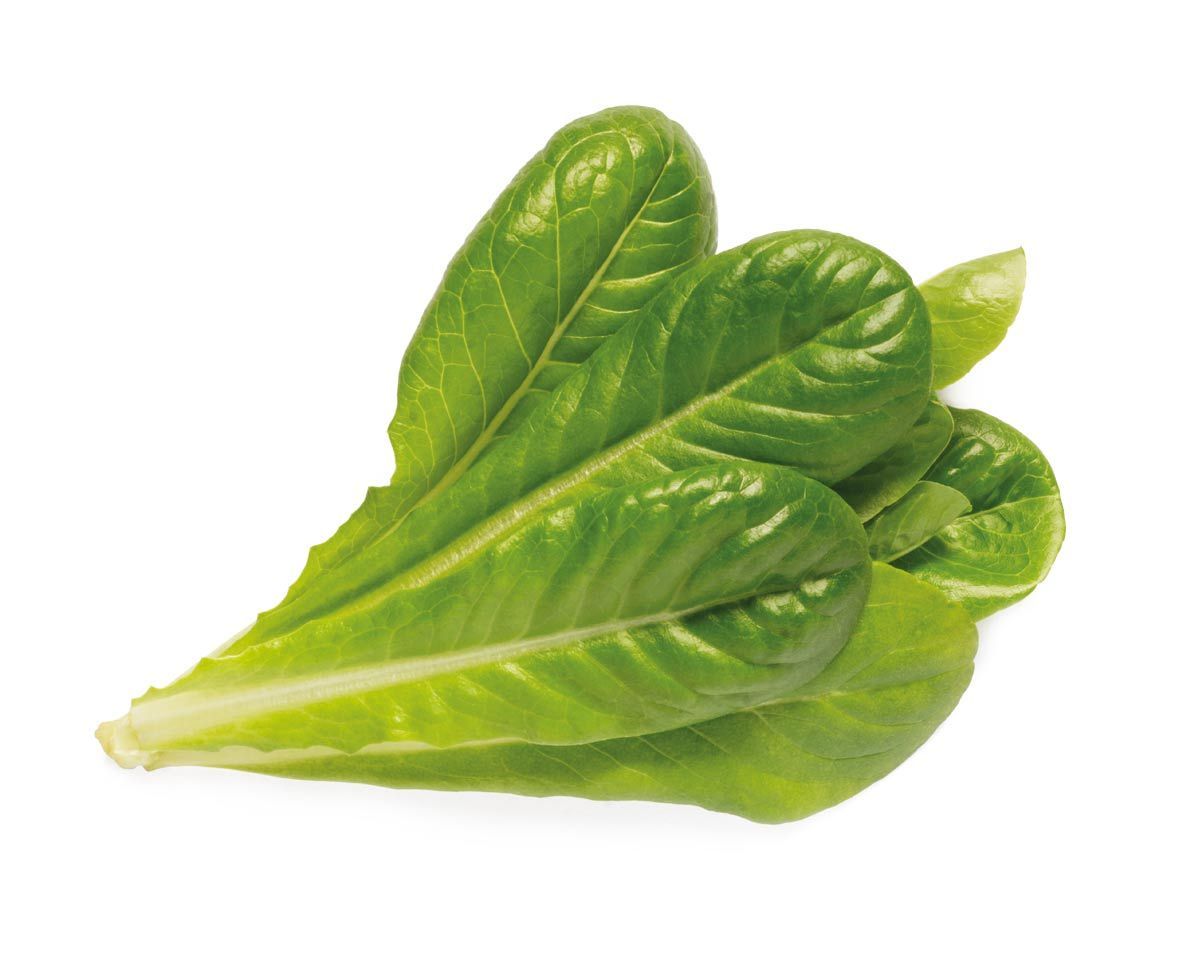 Click & Grow Romaine Lettuce Plant Pods - 3 stuks