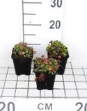 GRDplanten Groendecor Tuinarchitectuur 6x Ooievaarsbek - Geranium dalmaticum | 9x9 cm pot