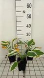 GRDplanten Groendecor Tuinarchitectuur 6x Funkia - Hosta hybr. 'Minute Man' | 9x9 cm pot