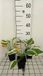 Groendecor Tuinarchitectuur 6x Hosta hybr. 'Minute Man' | 9x9 cm pot