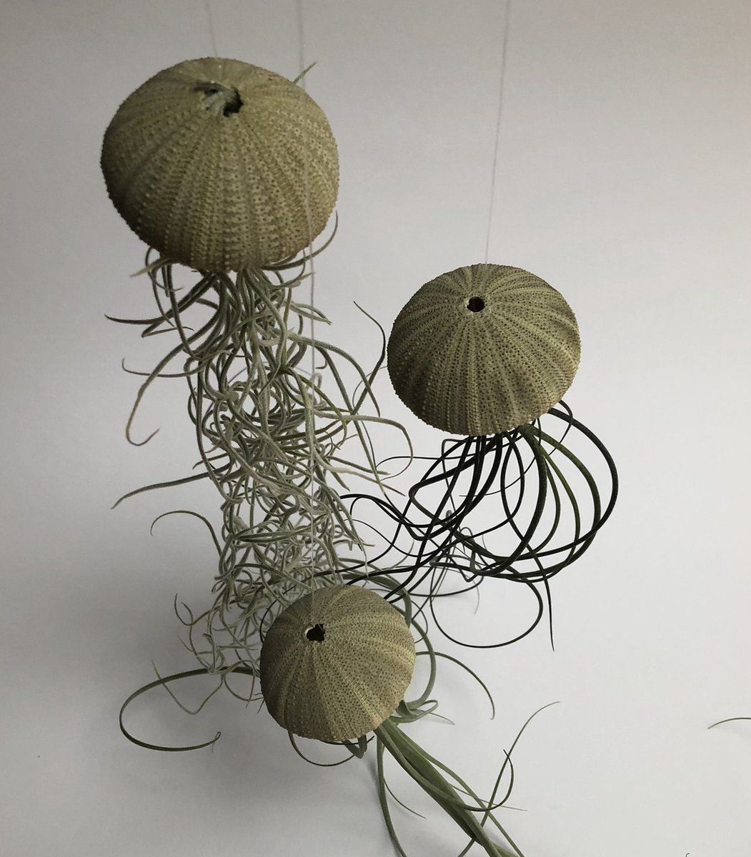 Trendyairplants 3 Jelly Fish met groene zee-egel en verschillende luchtplanten