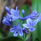 Arborix 6x Agapanthus 'Brillant Blue'® Pot 9x9cm - Blauwe Bloemen