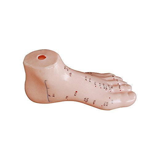 66Fit Acupunctuurmodel van de voet – drukpunten en meridianen.
