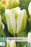 Jub Tulipa green spirit 7st JUB - Jub
