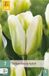 Jub Tulipa green spirit 7st JUB - Jub