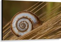 Merkloos / Sans marque Take your time Canvas - Wit met Bruin Slakkenhuis op Droge Grassen - 120x80 cm Foto op Canvas Schilderij (Wanddecoratie op Canvas)