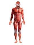 Smiffys Anatomy Man Costume, Red