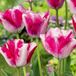 Green boutiQ - 24x Tulipa Mata Hari - Roze en Wit - Voorjaarsbloeier - Bolmaat 11/12