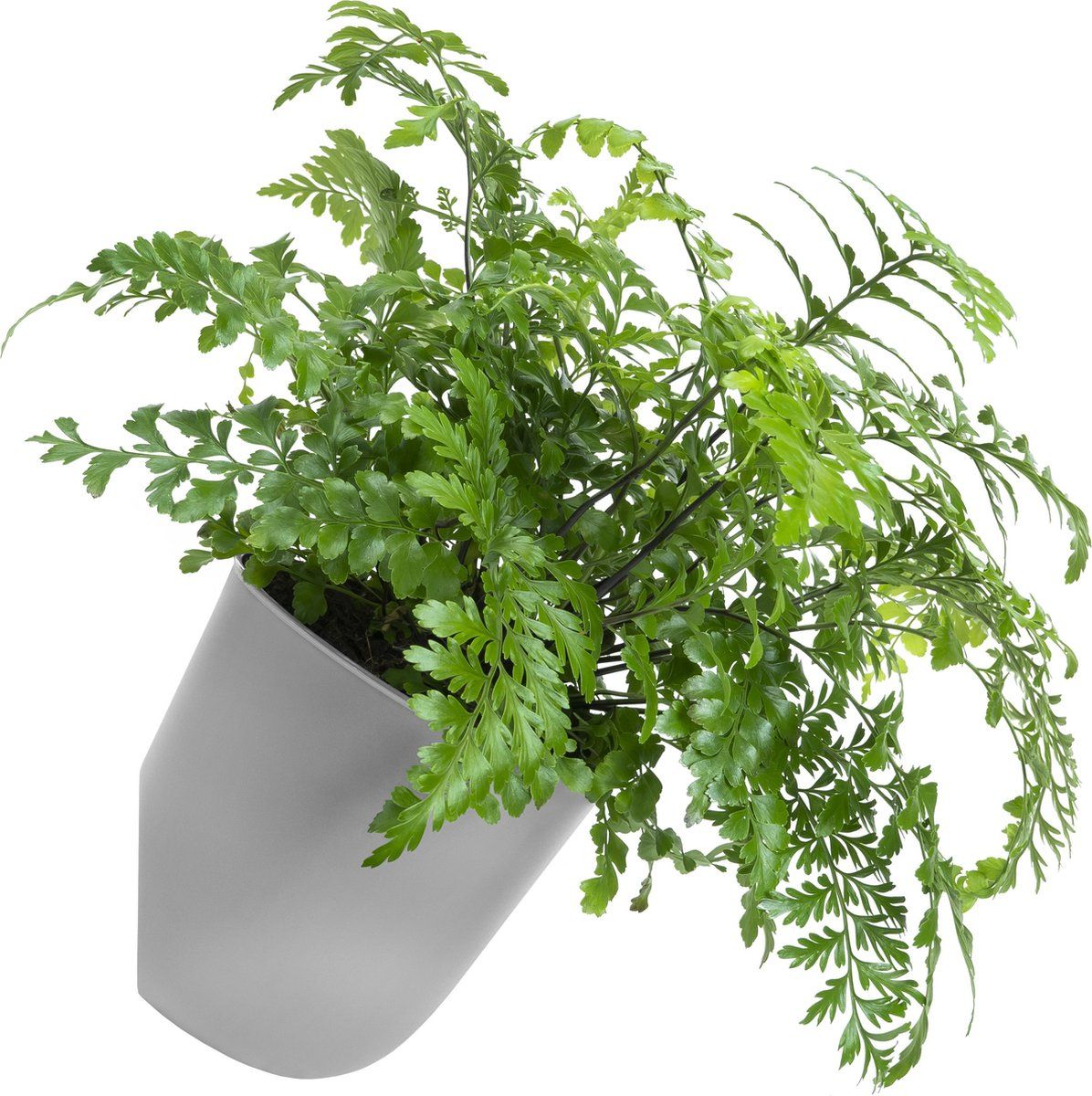 QUVIO Bloempot voor aan de wand - Bloempotten voor binnen - Bloempotten voor buiten - Diameter 15 cm - Grijs
