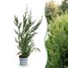 Green boutiQ - 24x Cupressocyparis leylandii 2011 - Leylandii - Plante de haie - Persistant - Vert - Pot 9cm - Hauteur 30-40cm