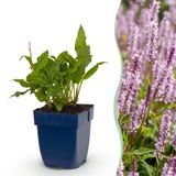 Plantenboetiek.nl | Persicaria ampl. Rosea - Duizendknoop - Schaduw - Roze - Ø11cm - 15-25cm hoog - Tuinplant