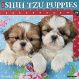 Willow Creek Press Shih Tzu Puppies 2027 12 X 12 Wall Calendar