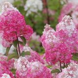Arborix Hydrangea Hydrangea paniculata 'Framboisine'® 30-40cm - Pluimhortensia, opvallende roze bloemen en lange bloei