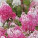 Arborix Hydrangea Hydrangea paniculata 'Framboisine'® 30-40cm - Pluimhortensia, opvallende roze bloemen en lange bloei