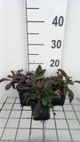 GRDplanten Groendecor Tuinarchitectuur 6x Schildpadbloem - Penstemon hybr. 'Dark Towers' | 9x9 cm pot