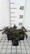 GRDplanten Groendecor Tuinarchitectuur 6x Schildpadbloem - Penstemon hybr. 'Dark Towers' | 9x9 cm pot