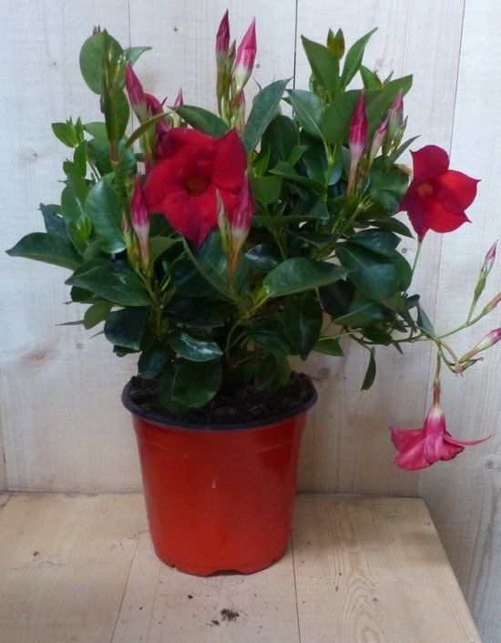 Warentuin natuurlijk Dipladenia Mandevilla Sundaville rood h30 cm