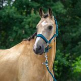 Horka Halster Classic Delight