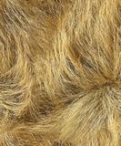 Noordwand Textura Behang met duingras - 1545769
