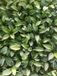 GRDplanten Groendecor Tuinarchitectuur 6x Funkia - Hosta hybr. 'Love Pat' | 9x9 cm pot