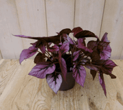 Warentuin Natuurlijk Bladbegonia rood Viridi kamerplant