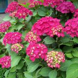 Arborix Bol Hydrangea Macrophylla 'Glowing Embers' - Hortensia 25-30 cm in pot