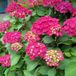 Arborix Bol Hydrangea Macrophylla 'Glowing Embers' - Hortensia 25-30 cm in pot