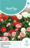 Hortitops Madelief Bloemzaad - Pomponette - Gemengd