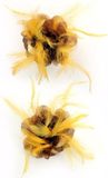 Merkloos Haarbloem bruin met gouden veertjes - Verkleed accessoires